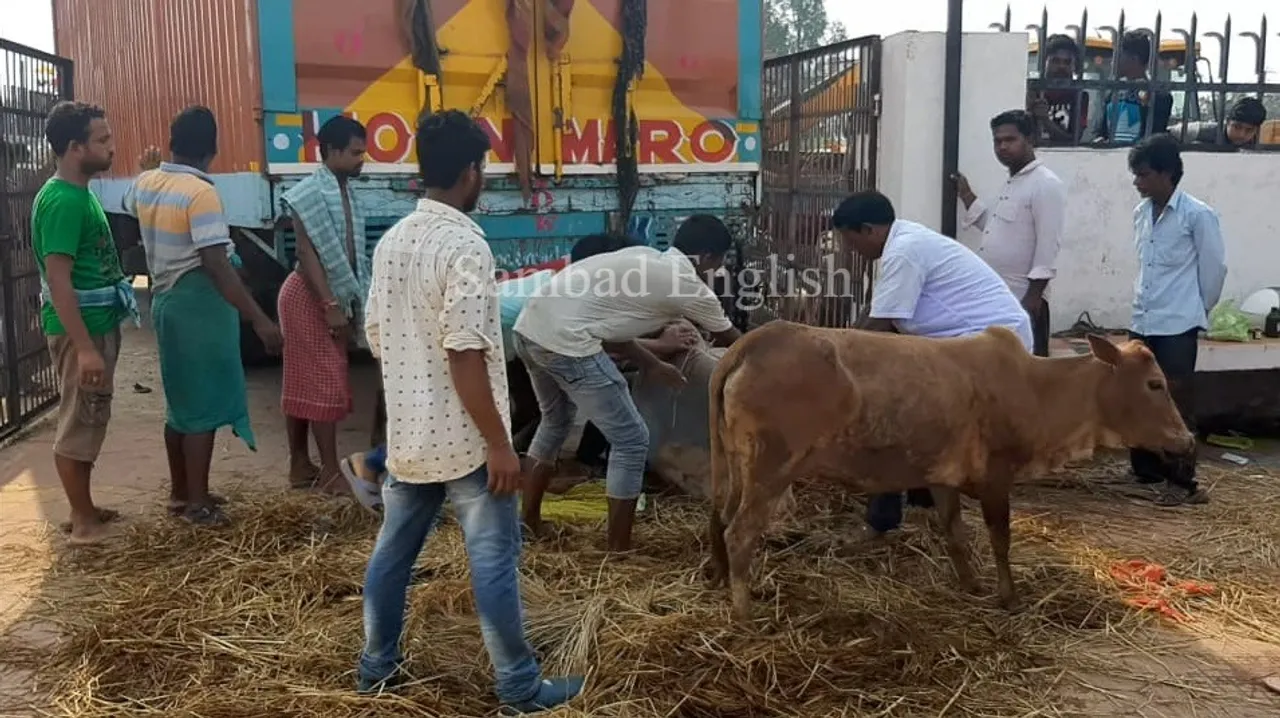  Over 100 cattle rescued in Odisha from being trafficked to Bengal