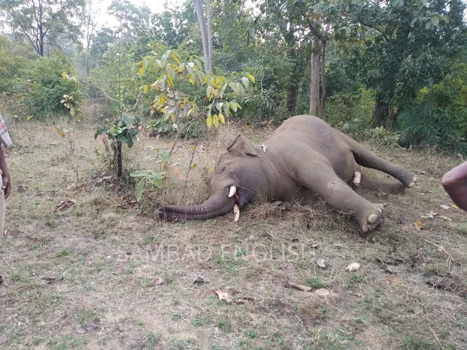  Tusker found dead with bullet injury in Odisha's Sambalpur