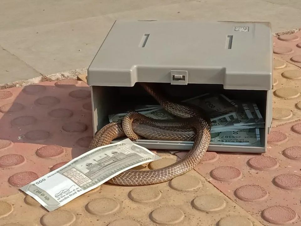  Odisha: Cobra found from ATM cash tray; customers panic