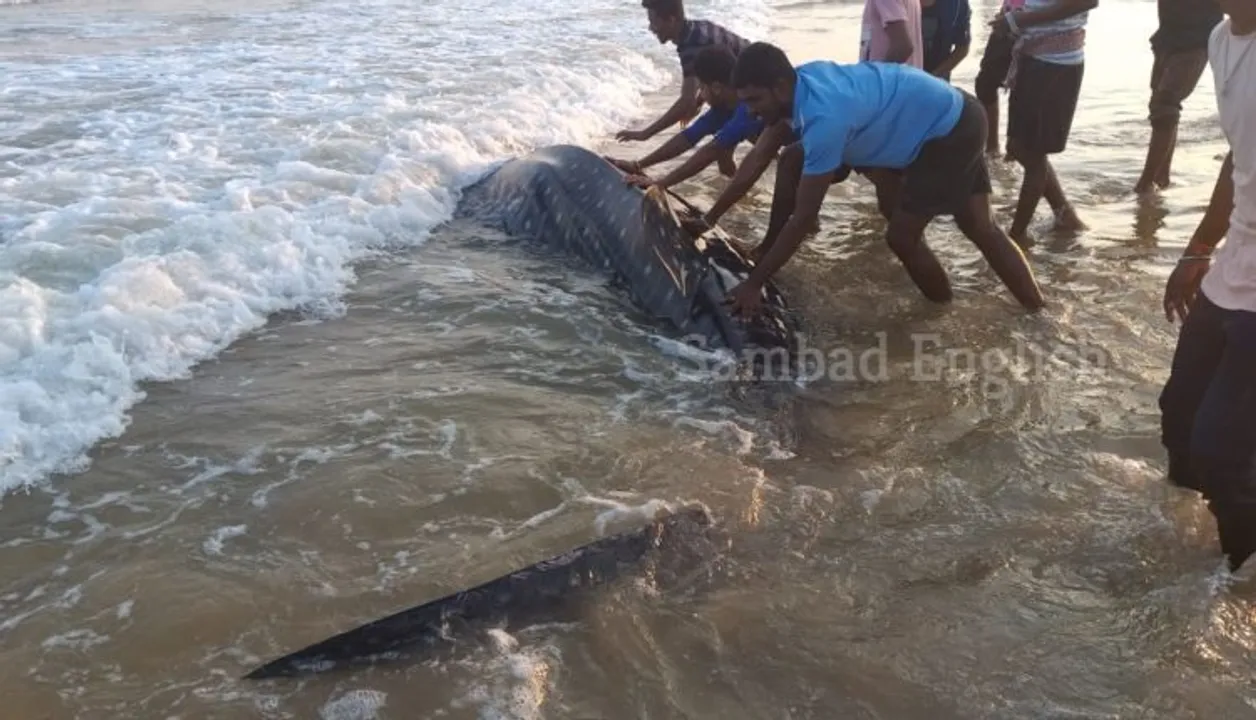  Whale shark found dead on Odisha beach