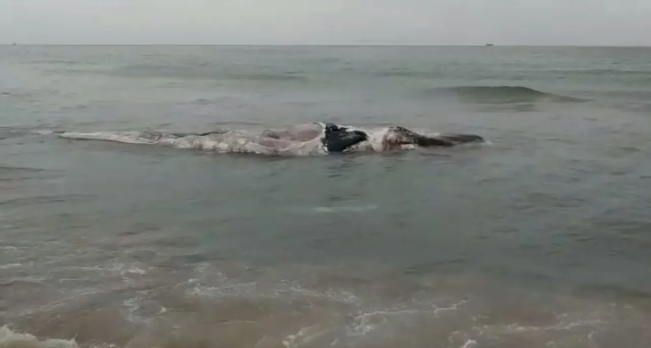  35-foot whale found dead on Odisha beach