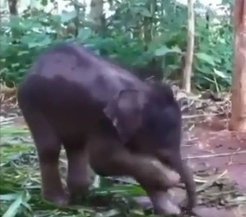  [Watch viral video] Elephant teaches hygiene to her baby!