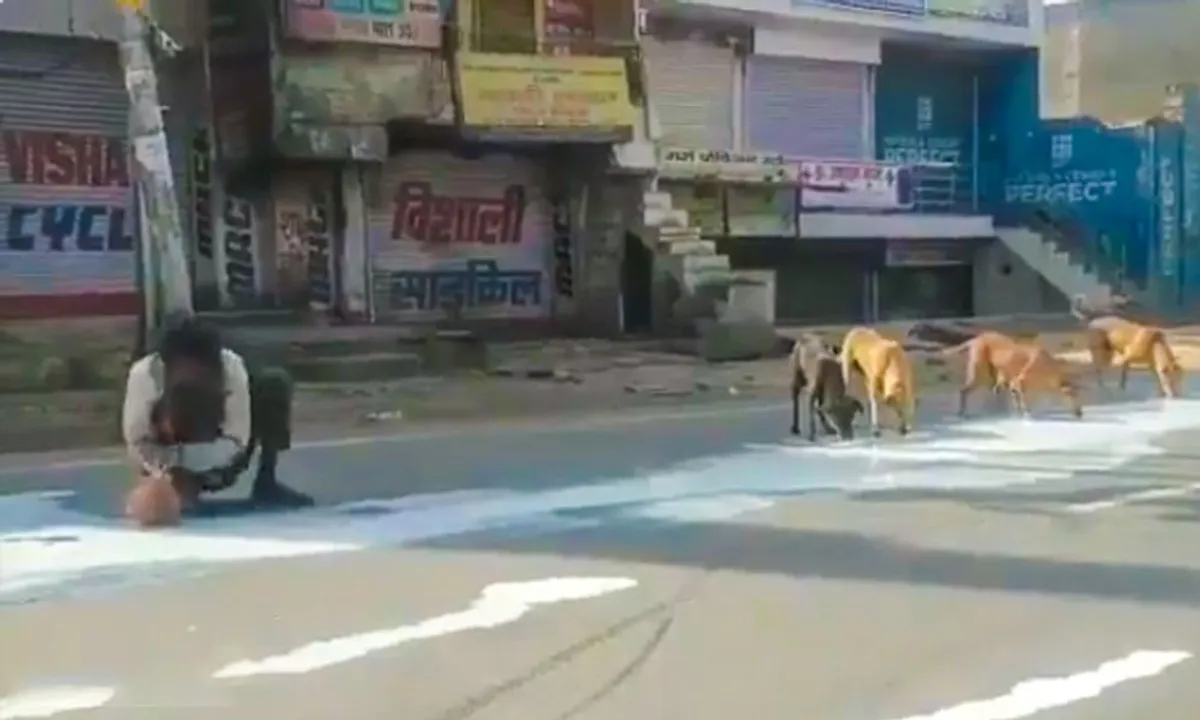 Heart-wrenching! Man, stray dogs share spilt milk in Agra during lockdown [Watch]