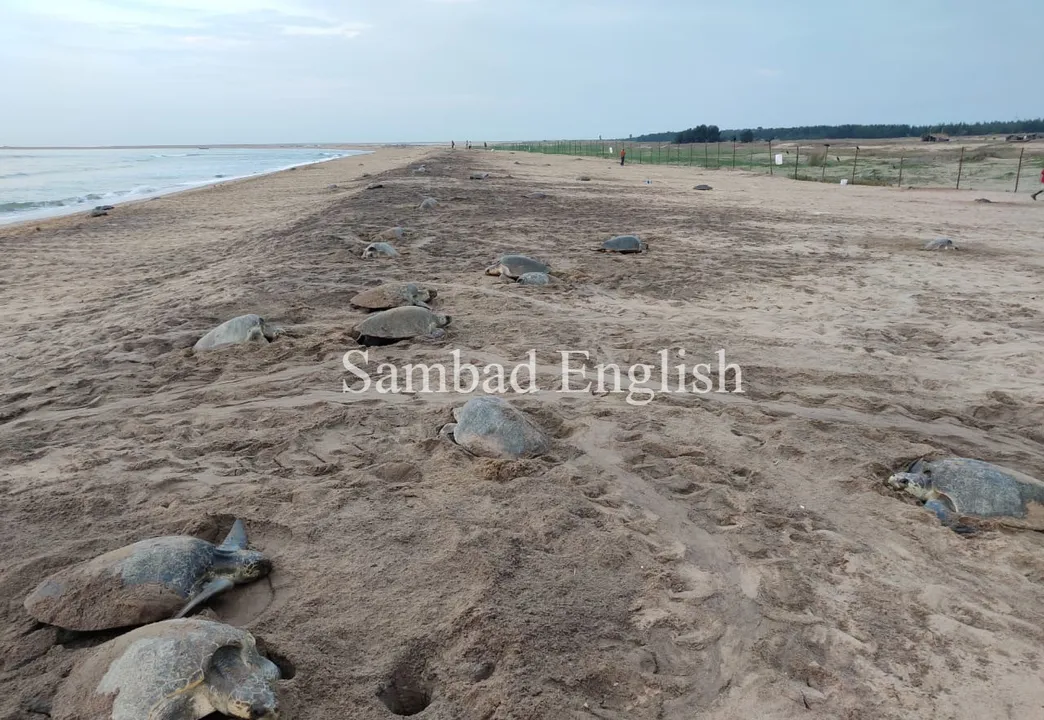  COVID-19 boon to Olive Ridley turtles for unhindered mass nesting in Odisha