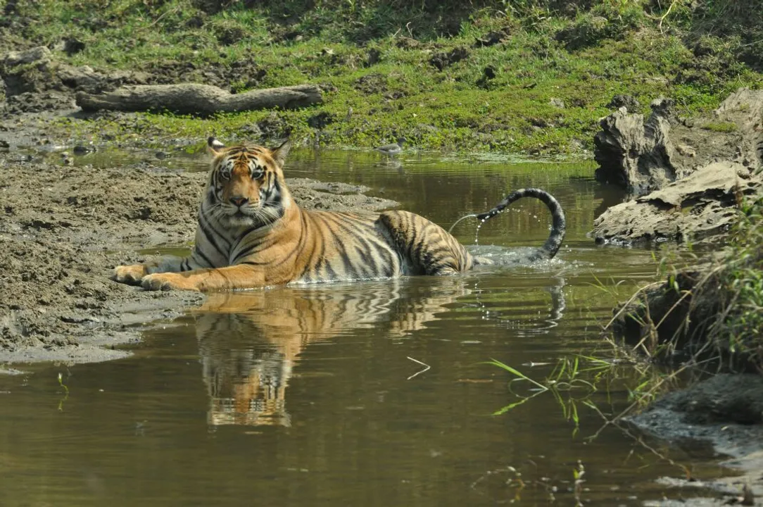  COVID-19: Ponds in Odisha's Satkosia Tiger Reserve to be disinfected