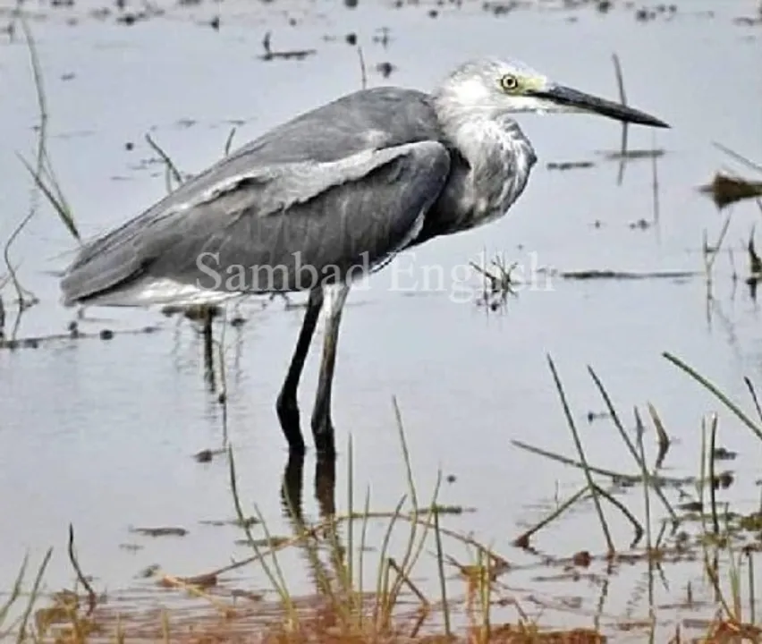  Rare bird spotted for first time in Odisha's Chilika lake