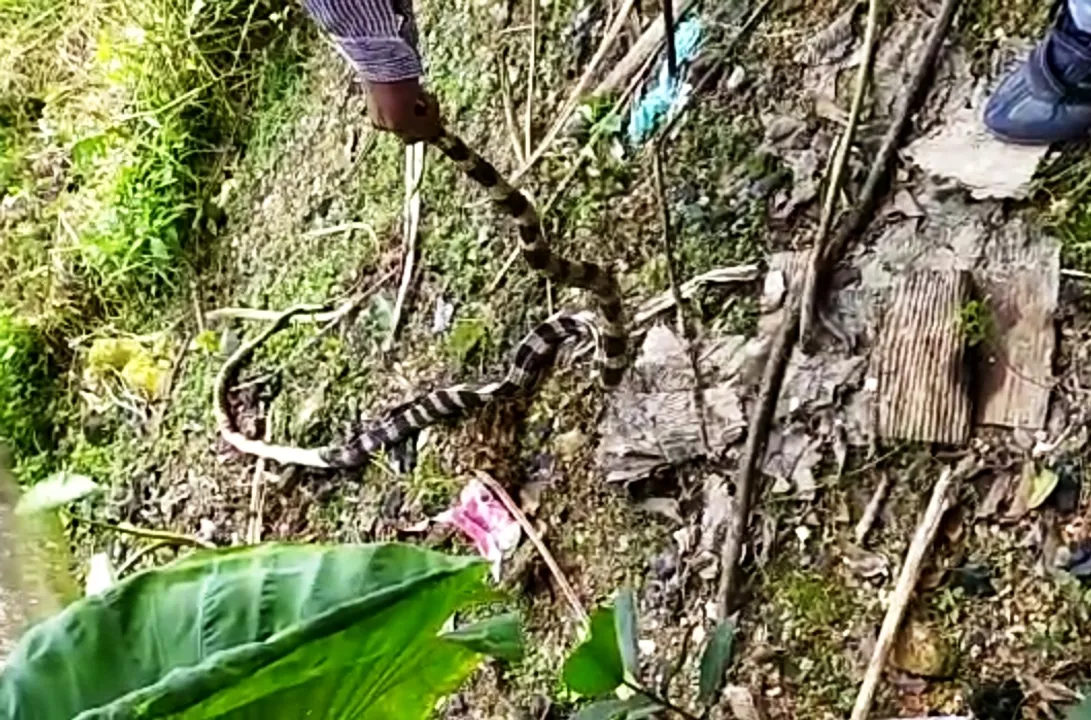  6-foot-long banded krait rescued from Omfed plant in Odisha