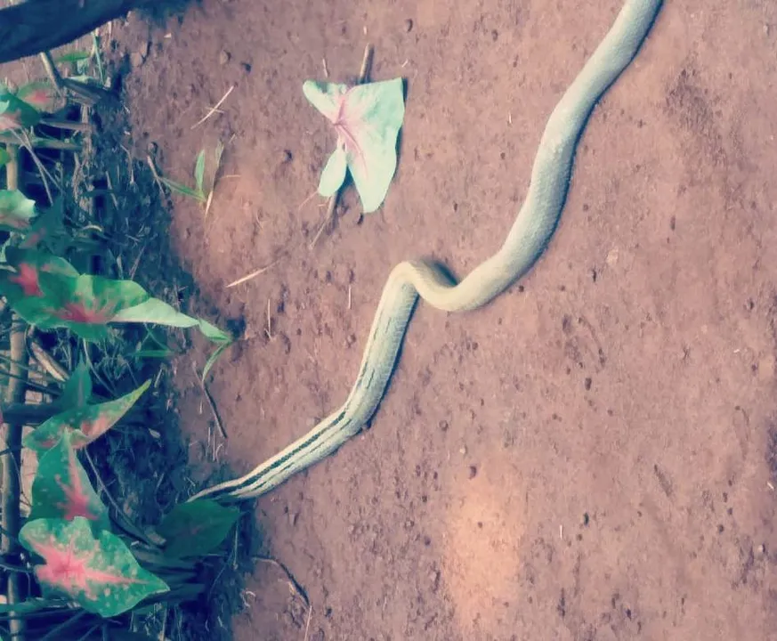  Rare species of Trinket snake stoned to death in Odisha village