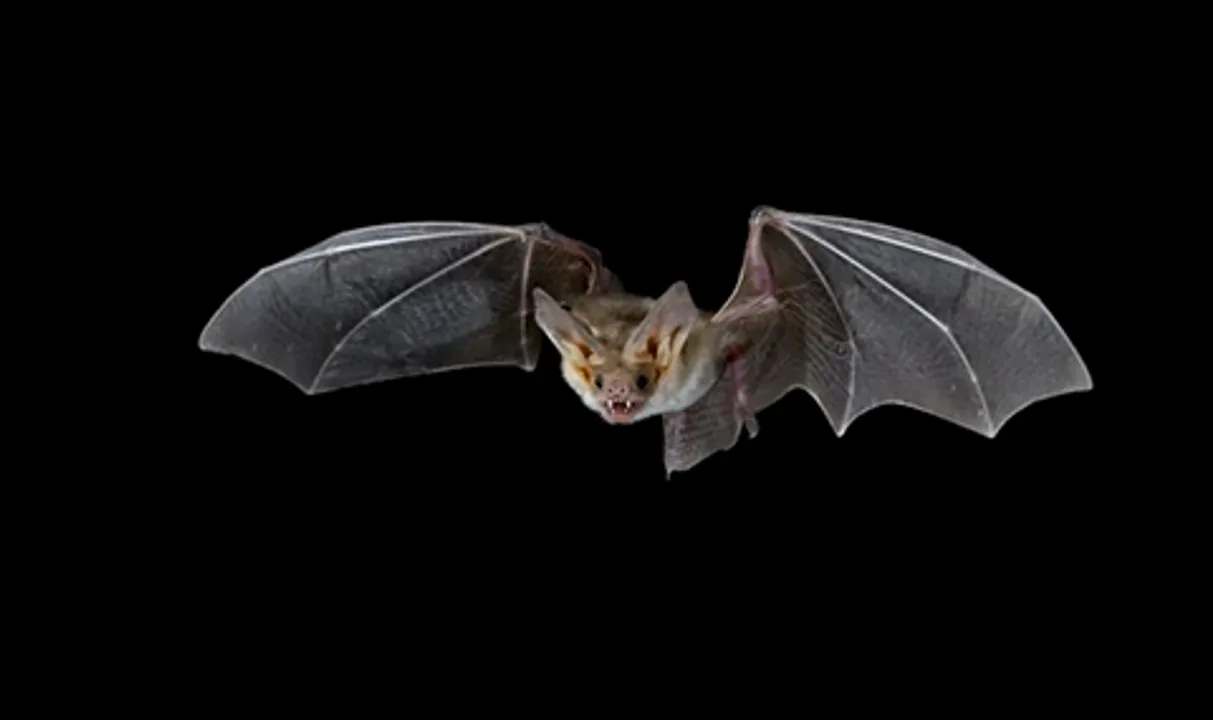  52 bats drop dead in 60 mins, scare UP town