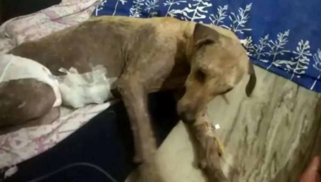  After furore, Odisha woman booked for beating pregnant dog to death