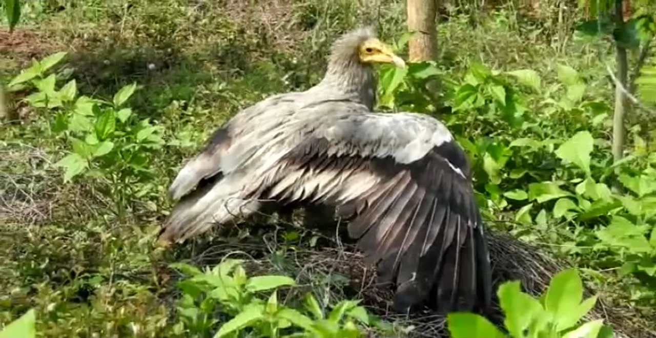  Endangered vulture rescued in Odisha capital; released into wild
