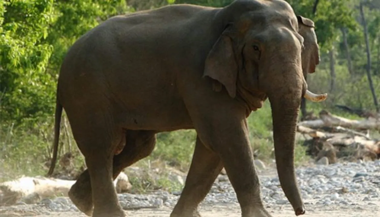  Elderly man trampled to death by elephant in Odisha's Bhadrak