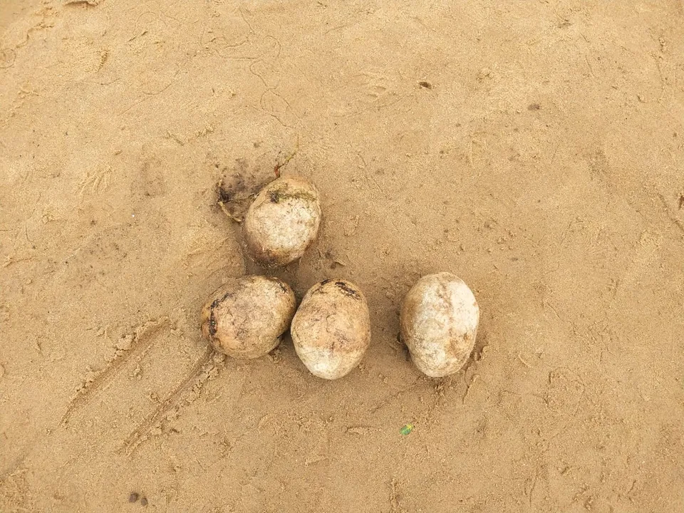 Odisha cops recover 4 human skulls from river bank