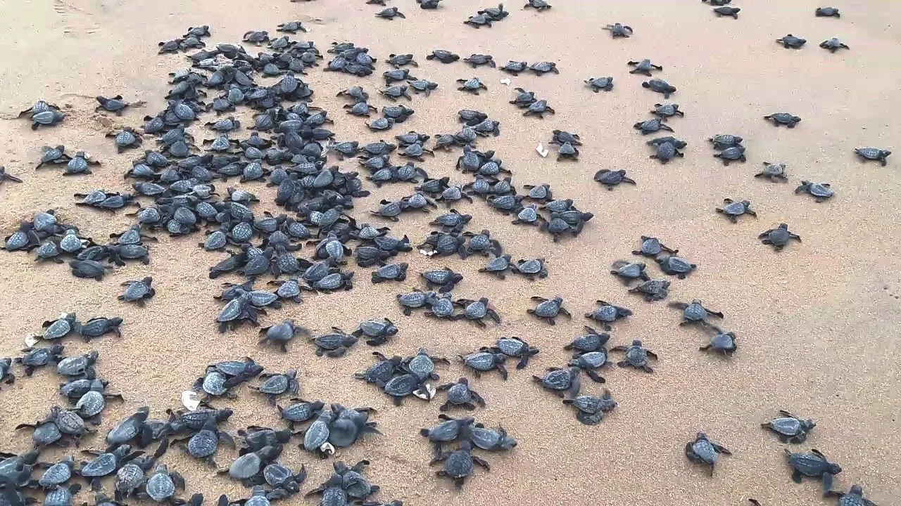  Odisha: Over 2 crore Olive Ridley hatchlings make their way into sea