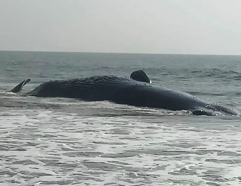  Post Cyclone AMPHAN, carcass of giant whale found off Odisha coast
