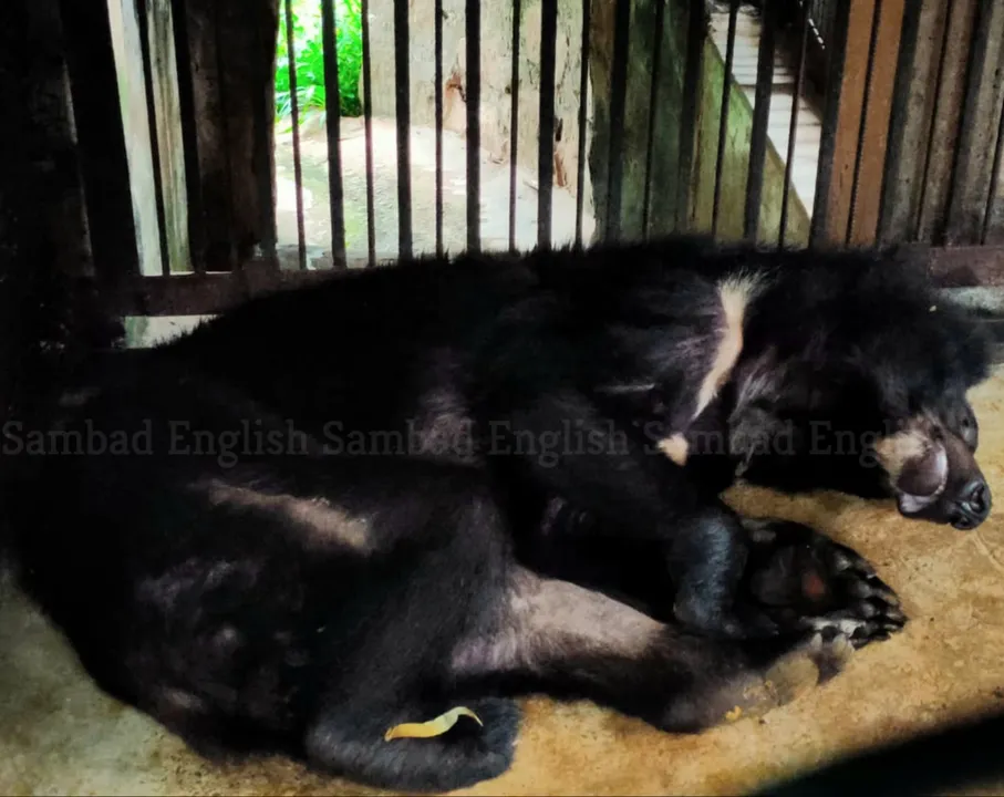  Himalayan Black Bear dies in Nandankanan Zoo