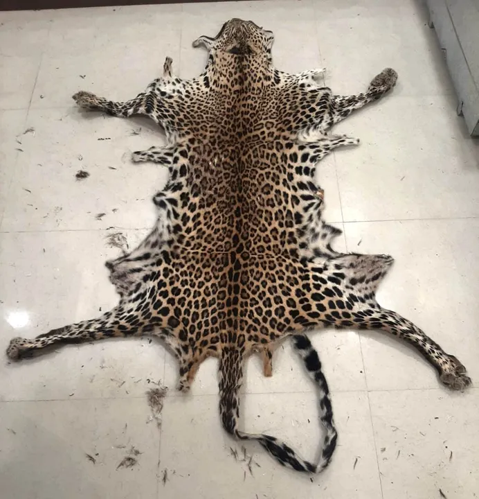  Wildlife trafficking: 2 leopards & 2 deer skins seized in Odisha; 2 held