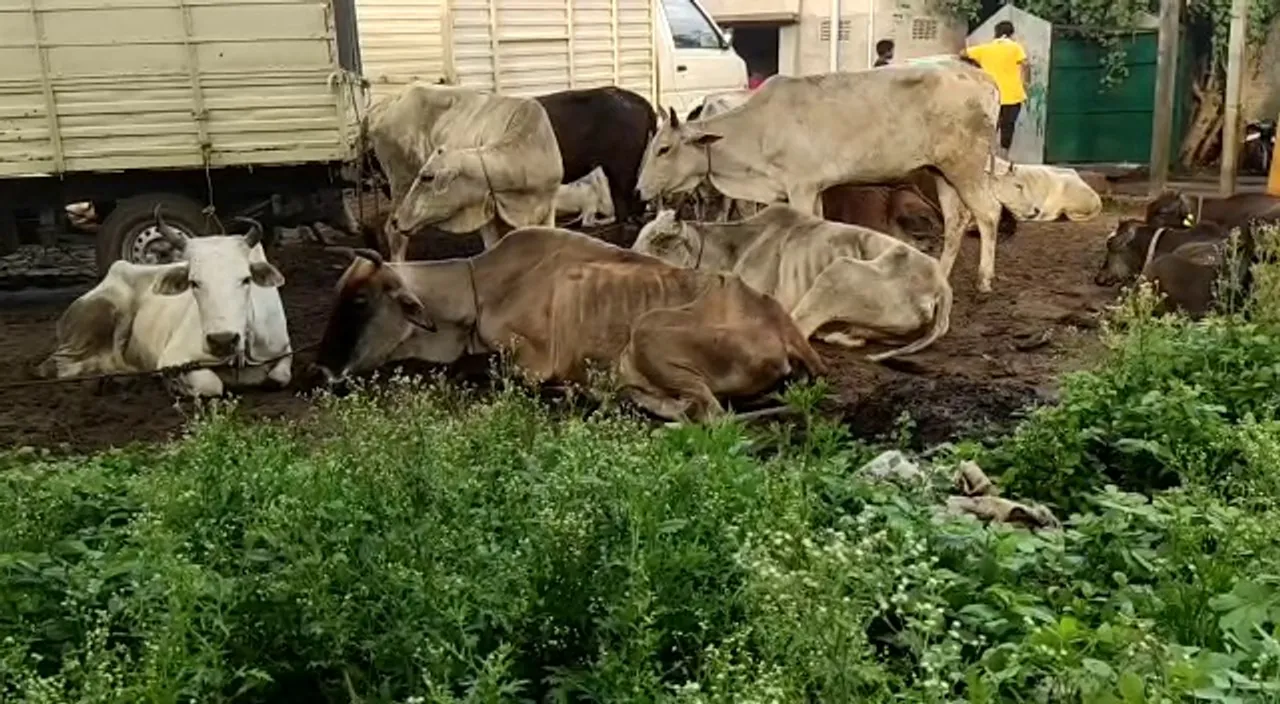  Cattle trafficking busted in Odisha's Cuttack; over 25 cows rescued