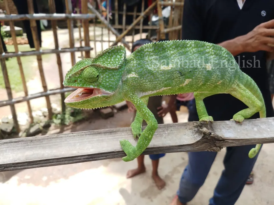 Rare Chameleon species rescued in Odisha