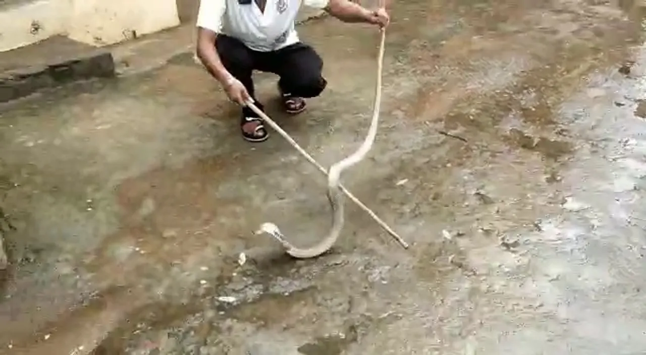  Cobra rescued from COVID-19 quarantine centre in Odisha's Ganjam