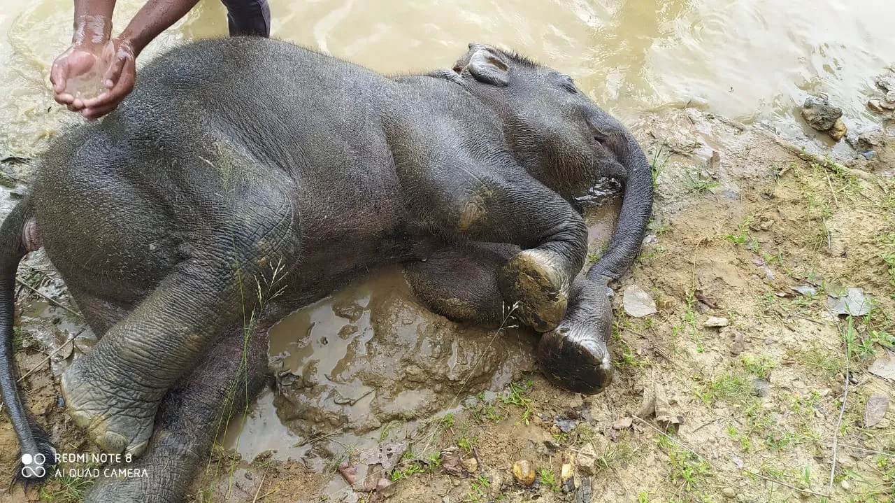  Forest guard suspended over death of elephant calf in Odisha