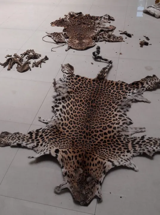  Wildlife trafficking: 2 leopard skins and bones seized in Odisha; one arrested