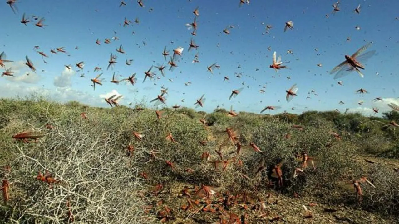  Odisha issues SOP to tackle possible locust crisis