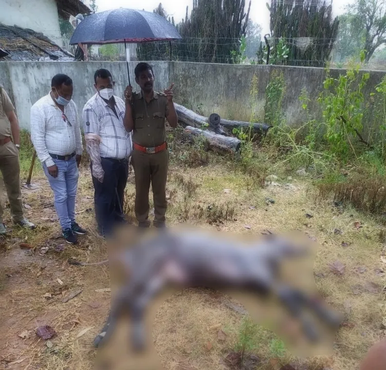  Nilgai body found in village forest in Odisha’s Nuapada