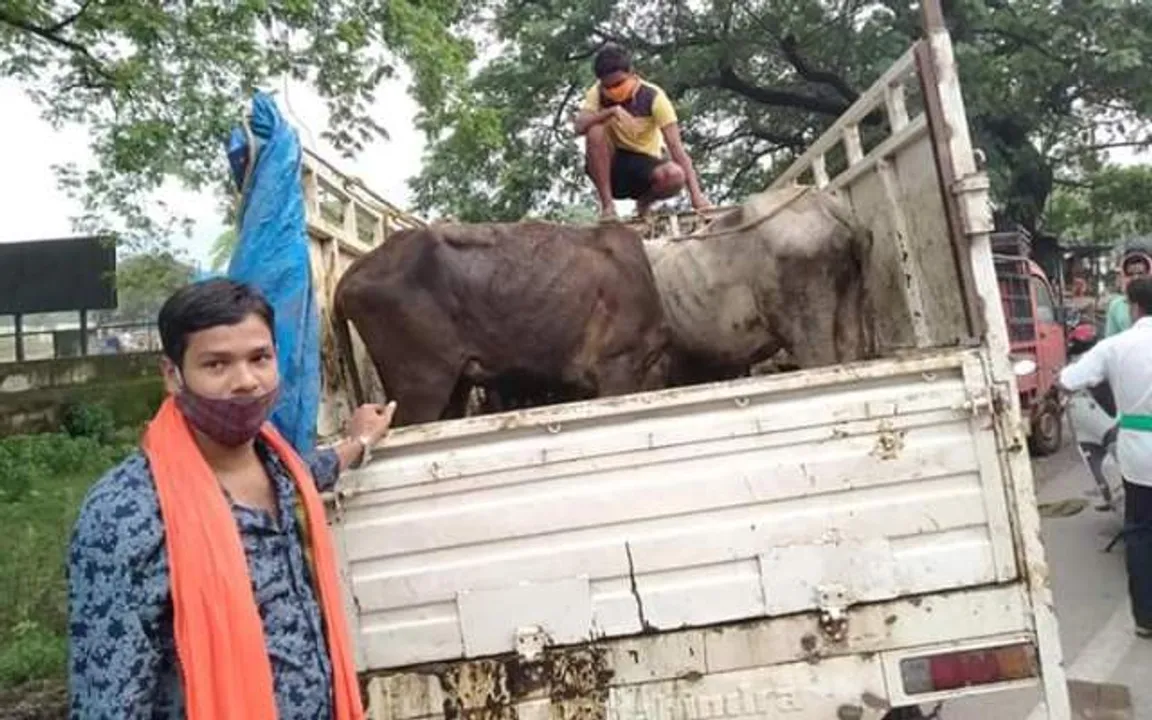  11 cattle rescued during trafficking in Odisha's Rourkela
