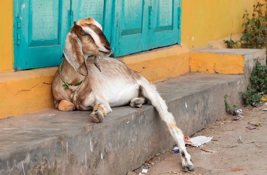  Goat 'arrested' for not wearing mask