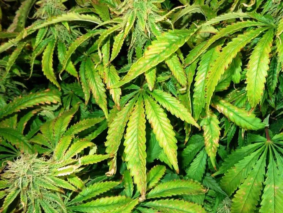  Family consumes cannabis instead of fenugreek, hospitalised