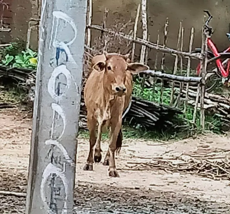  Bizarre! Elderly woman dies after being bitten by bovine in Odisha