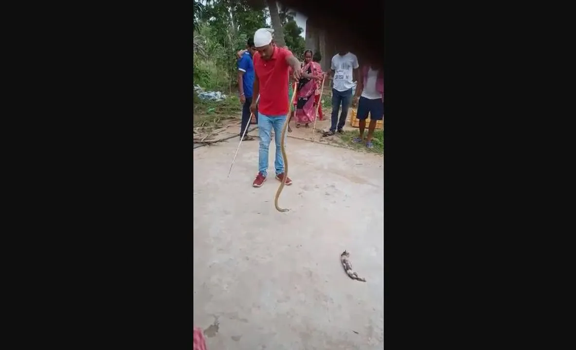  Cobra engulfs kitten in Odisha's Puri