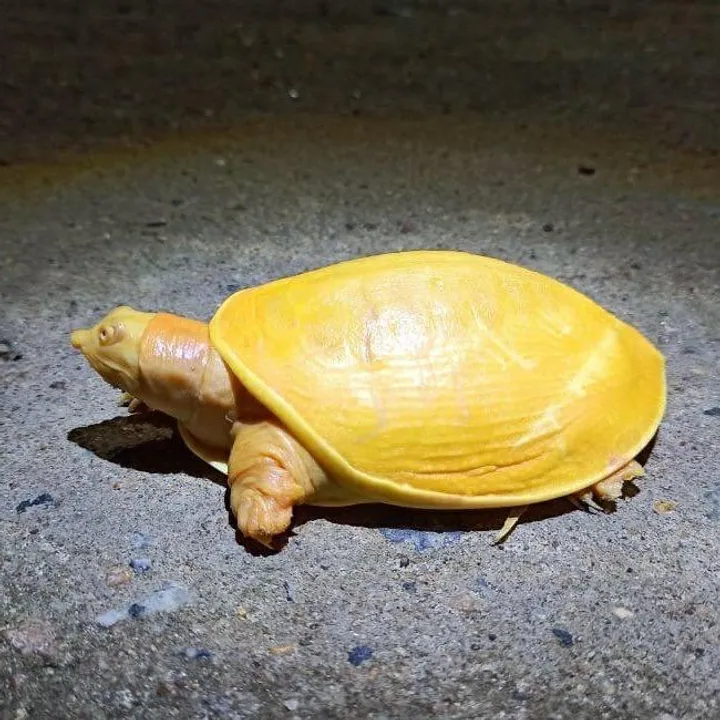  Rare yellow turtle spotted in Odisha