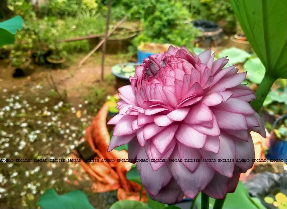  A rare thousand petal lotus blooms in Odisha