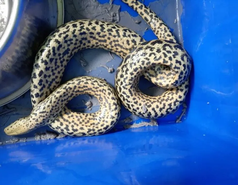  Odisha zoo loses another Yellow Anaconda