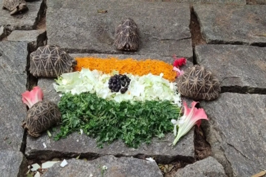  I-Day theme-based food served to zoo animals