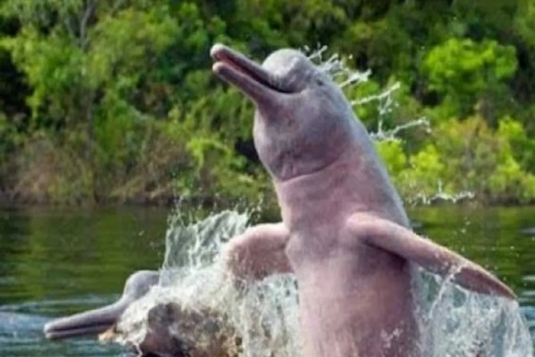  Dolphin census begins in Odisha's Bhitarkanika