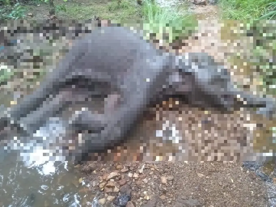  Tusker found dead in Odisha on World Elephant Day