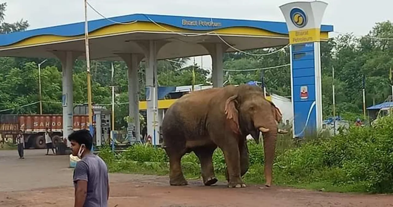  Elephant strays into Odisha town, locals panic