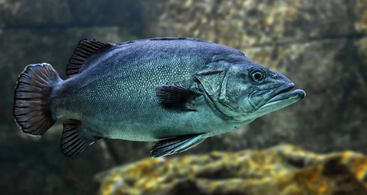  Odisha plans cage fish culture in reservoirs
