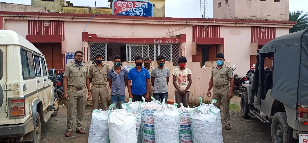  Ganja worth Rs 25 lakh seized in Odisha's Koraput; 4 peddlers arrested