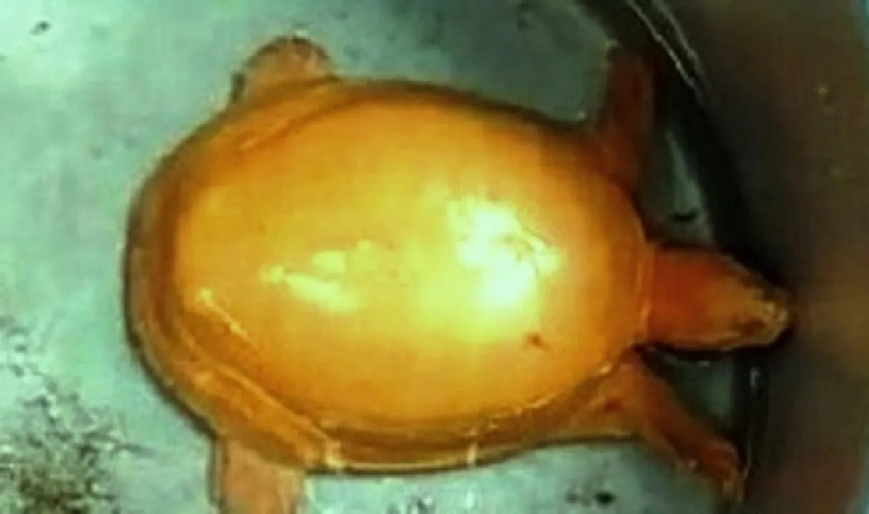  Rare golden turtle rescued from paddy field in Odisha