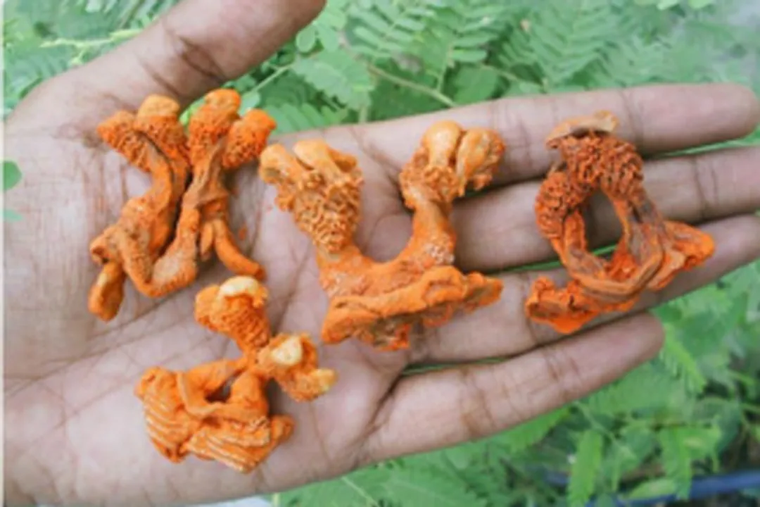  Odisha Snake Helpline writes to Centre over illegal online sale of 'Hathajodi'