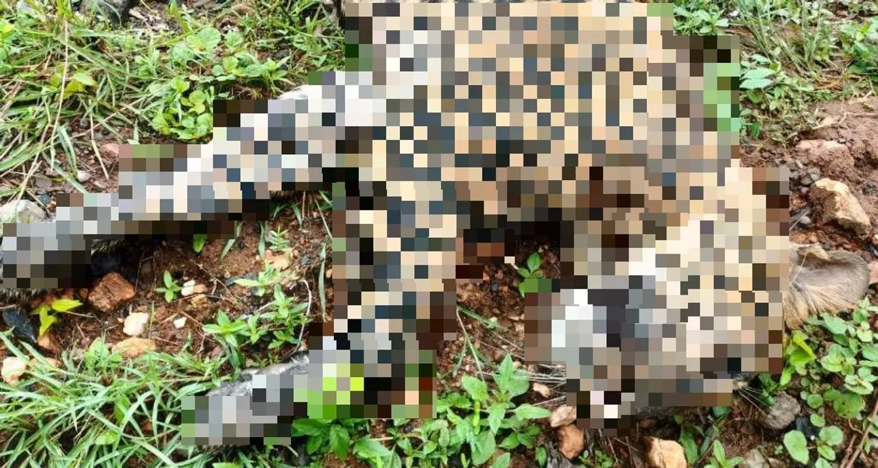  A day after injuring five, leopard found dead in Odisha's Sundargarh