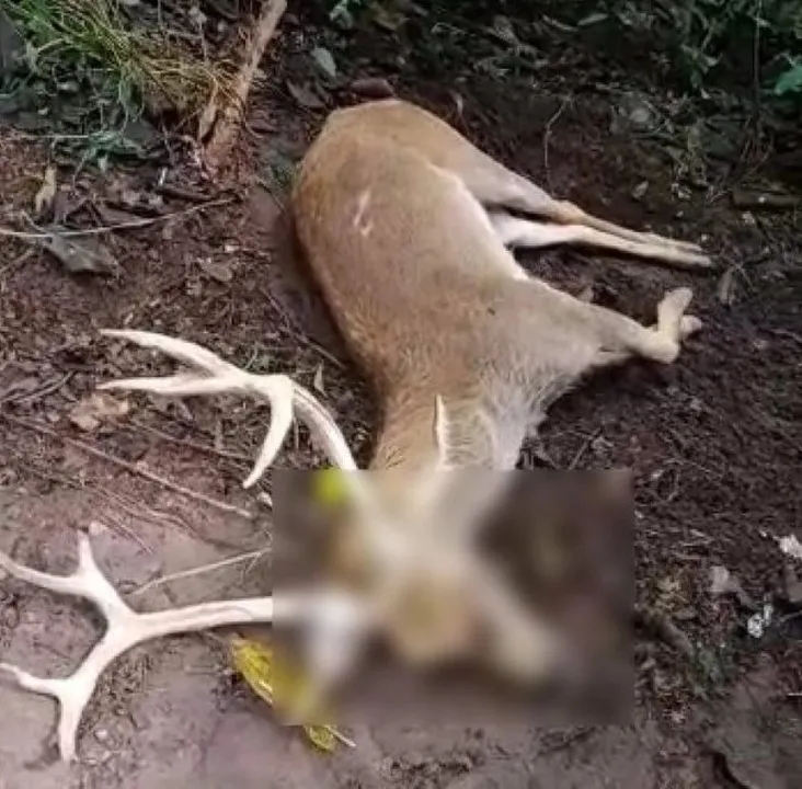  Male swamp deer dies at Odisha’s Nandankanan Zoo