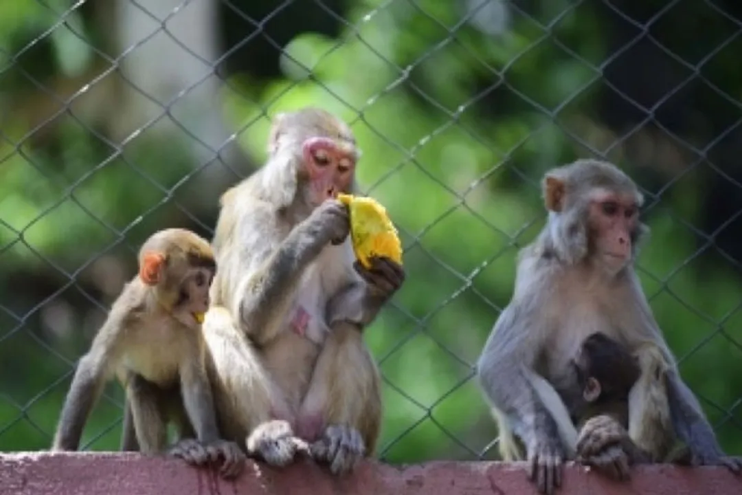  PETA urges Health Ministry to stop vaccine tests on monkeys