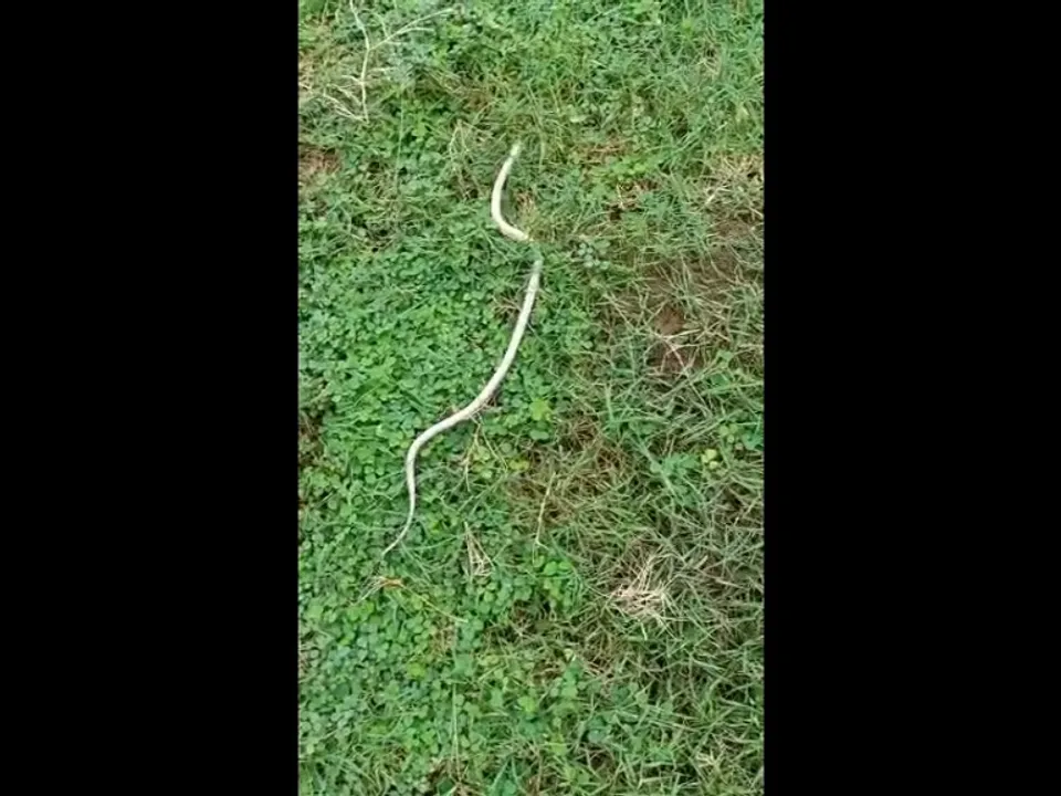  [Watch] Rare snake rescued in Odisha's Kendrapara