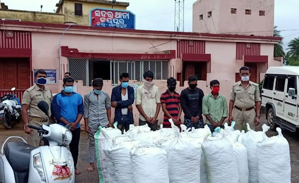  486 kg ganja seized in Odisha's Koraput, 7 held