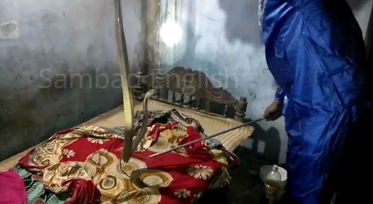  'Heart in mouth' moment for Odisha man as cobra found on bed